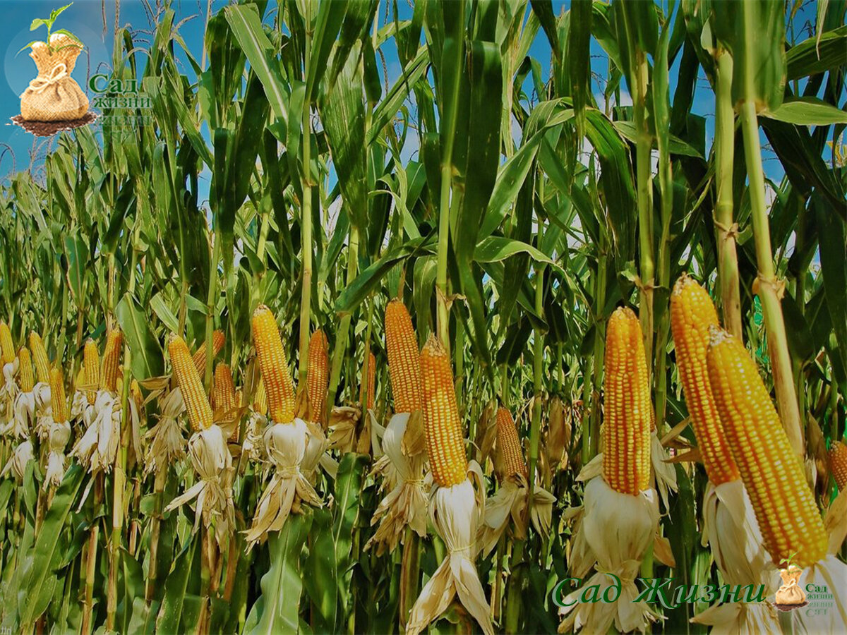 Как могли индейцы класть в лунку рыбу при посадке кукурузы, если они ...