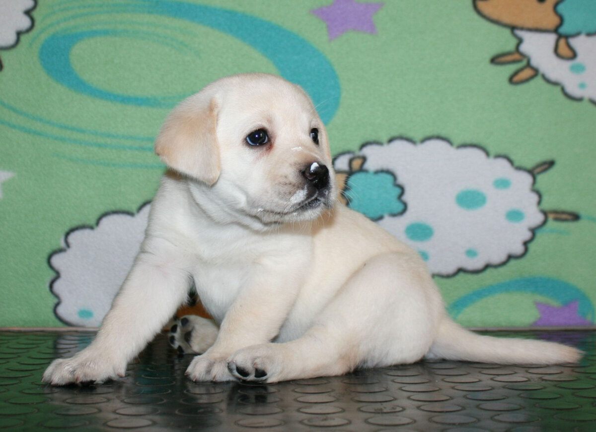 Белая девочка щенок лабрадора с мордочкой в твороге.