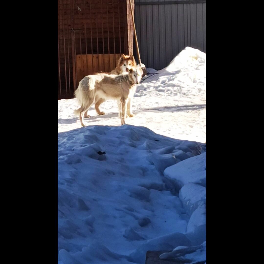 С маламутом