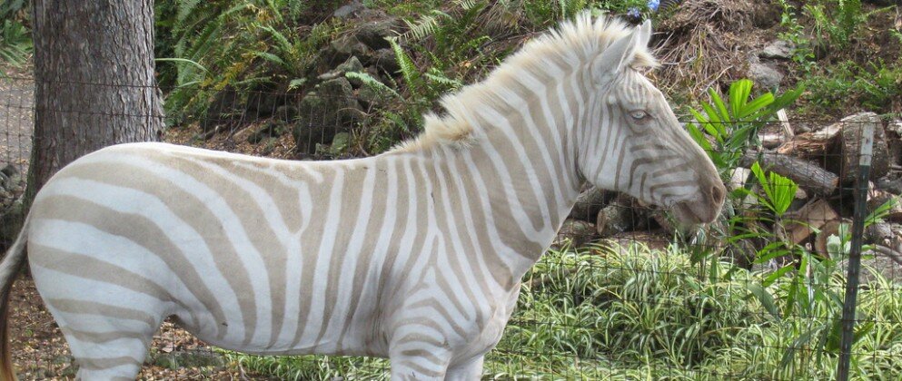 А это шикарный альбинос – зебра-блондинка