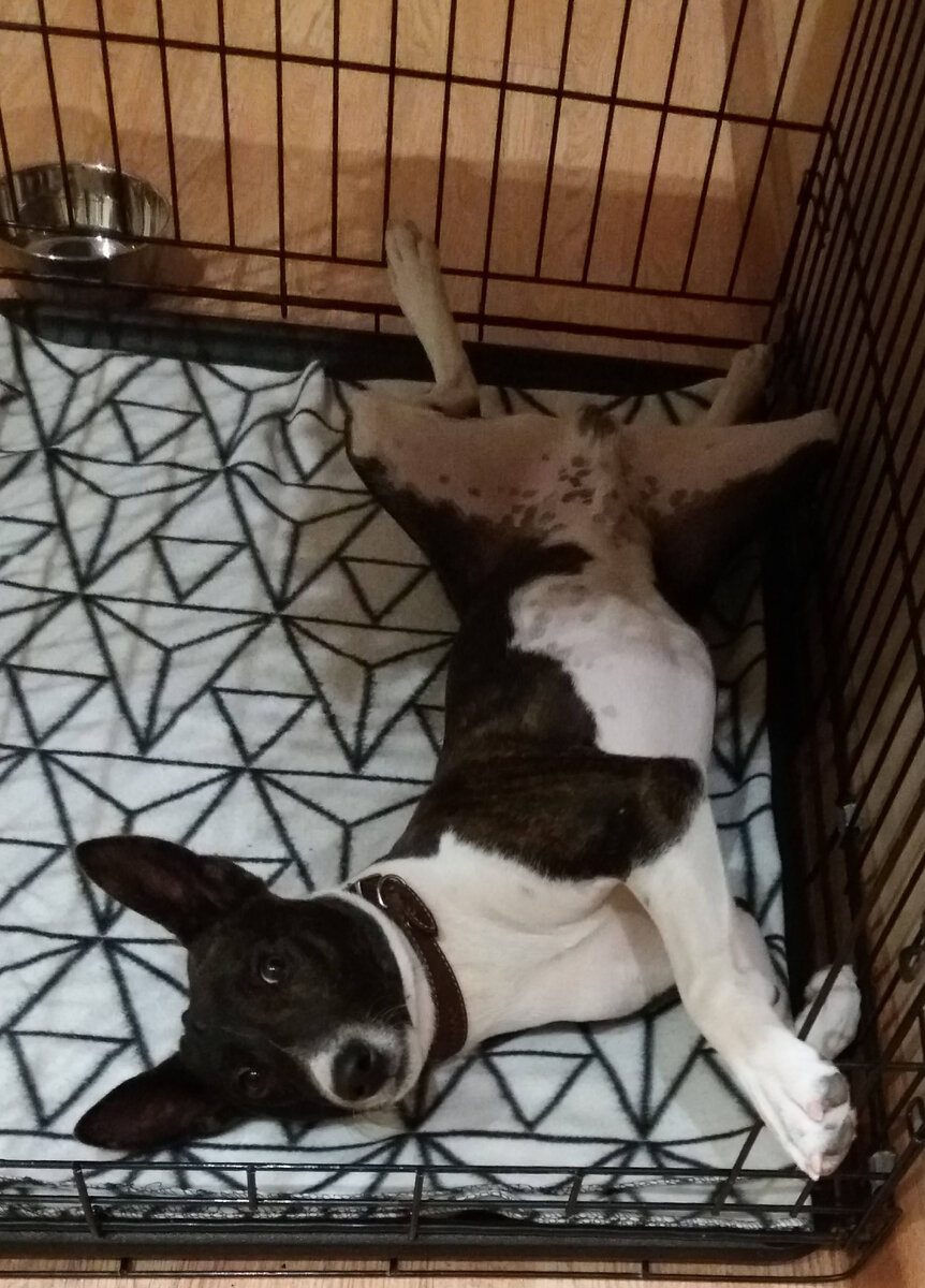 Когда вырос из своей клетки