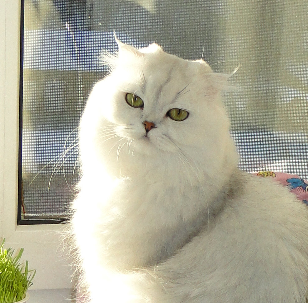 Серебряная кошка
