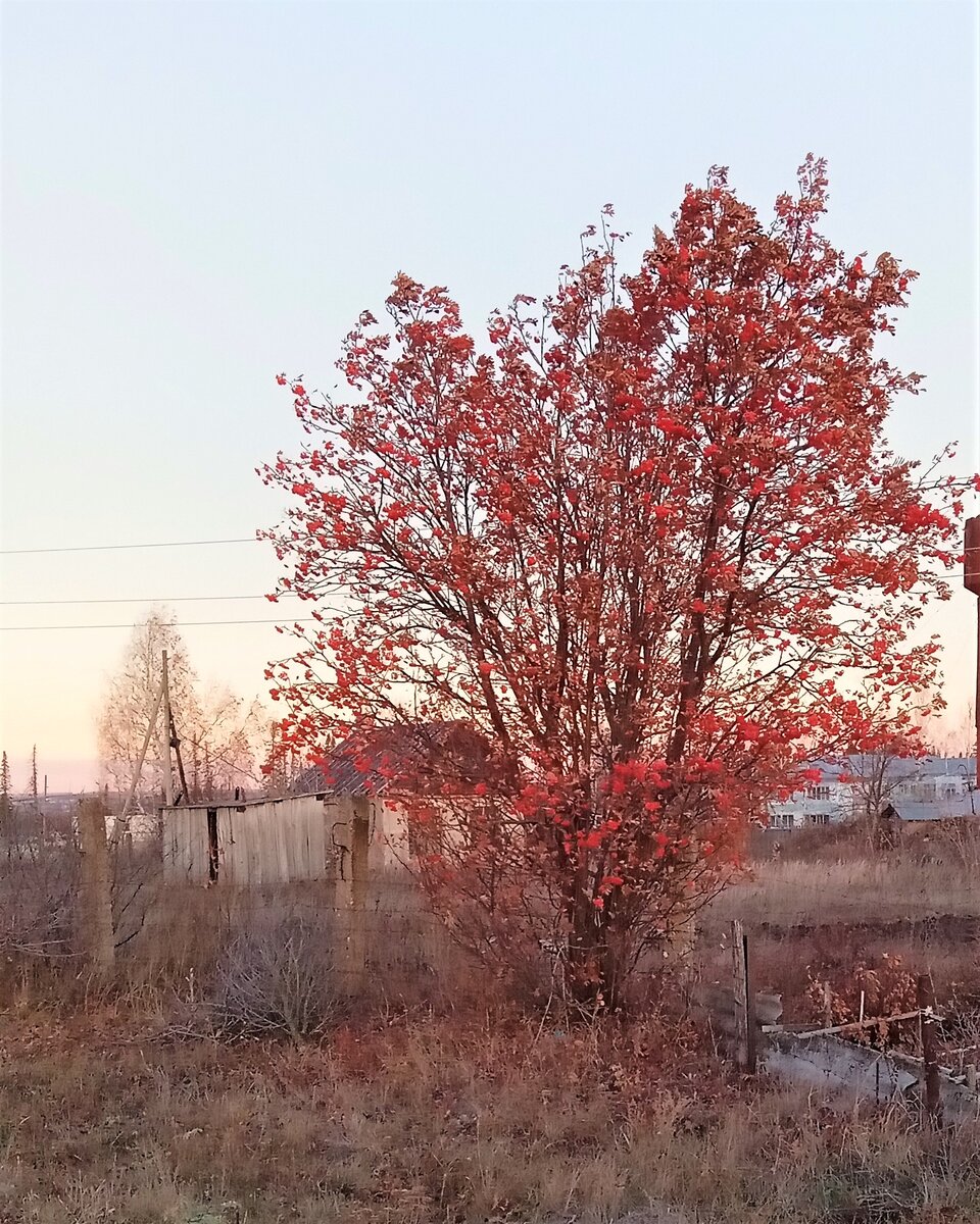 Одинокая горькая рябина. Фото автора канала.