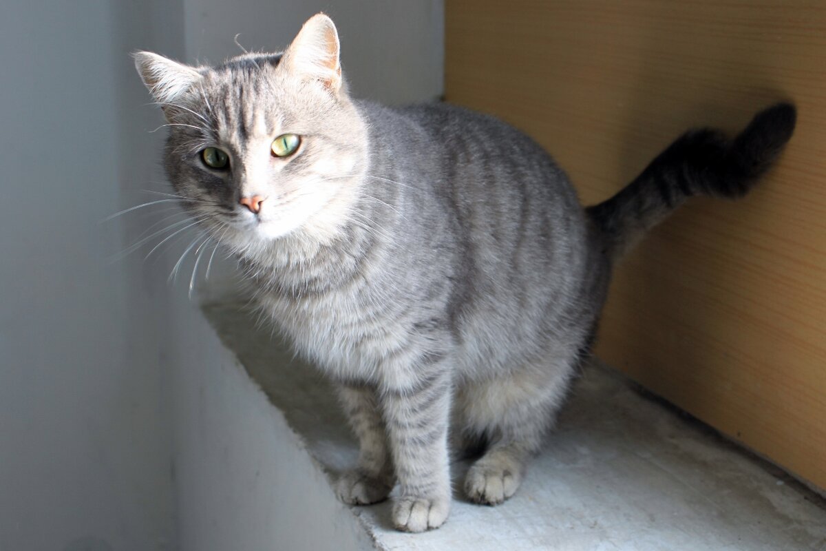 Пример плохо кадра .  Кот в подъезде. Ноябрь 2011 года.  Автоматический режим ошибся. Выдержка 1/20, диафрагма 5.6, ИСО 100