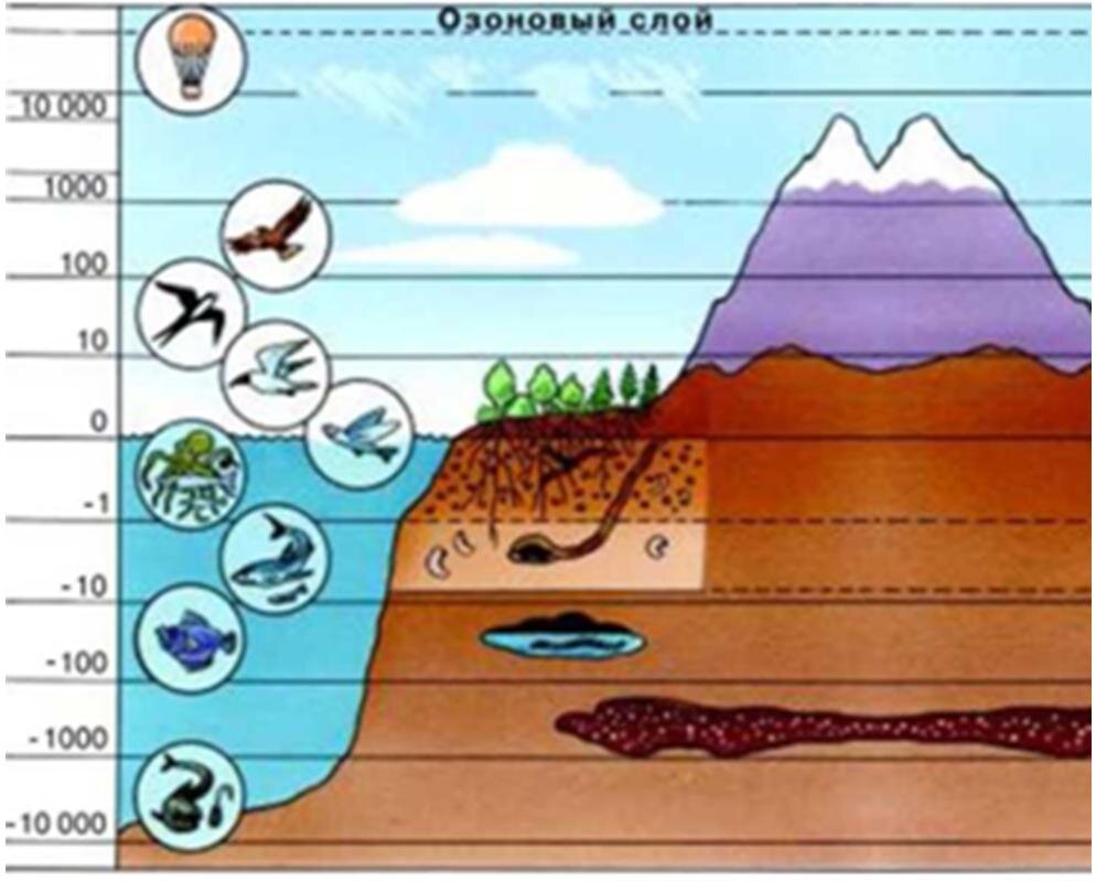 В. В. Пасечник. Биология. 5—6 классы : учеб