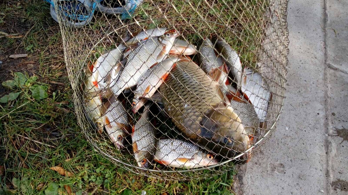 Утренний улов