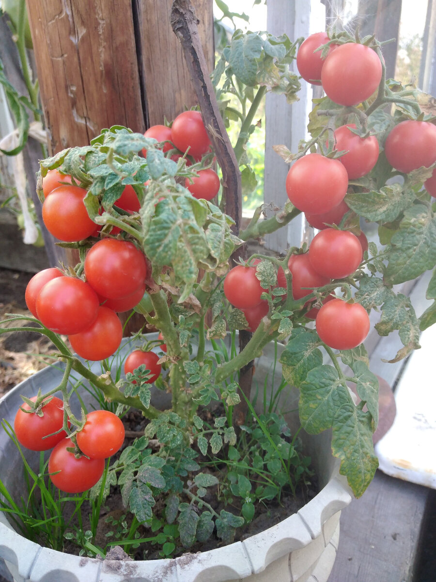 Растение в высоту около 25 см, а томатики изумительно вкусные.