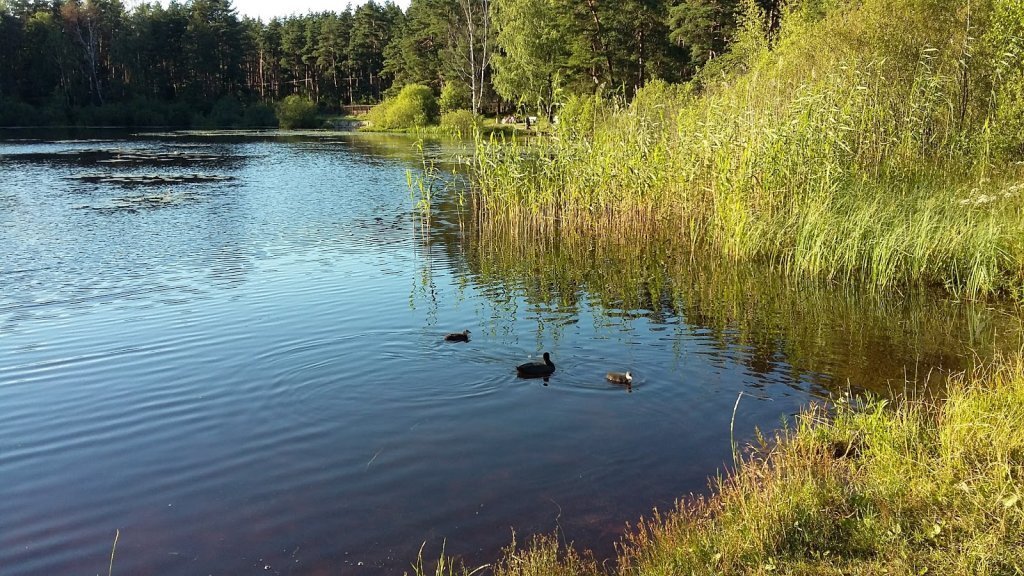 Озеро в Бикерниеки, Рига. https://topgid.net/5716-bikerniekskij-les.html