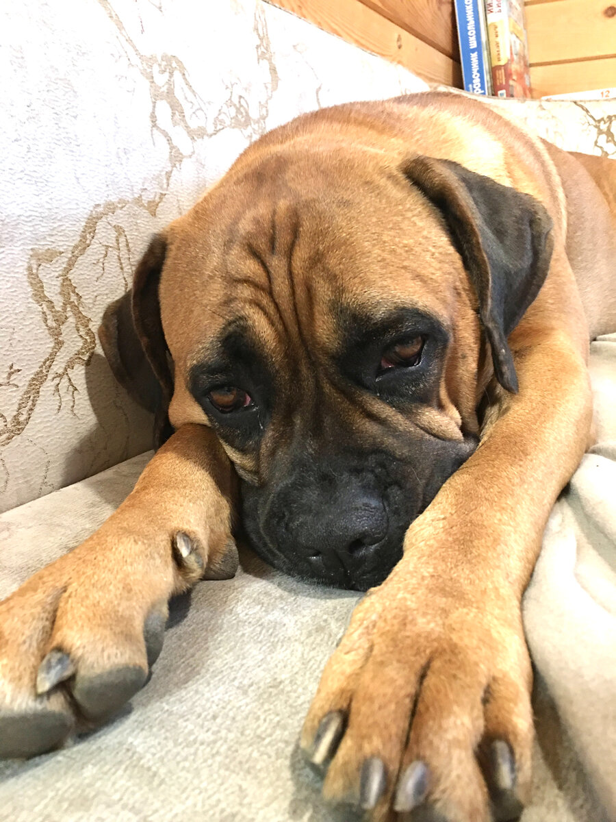 Бэлла..., такая Бэлла