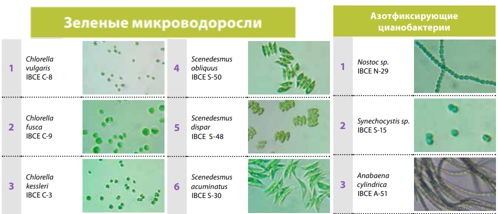 Микроводоросли и азотфиксирующие цианобактерии коллекции Института биофизики и клеточной инженерии НАН Беларуси пригодные для альголизации