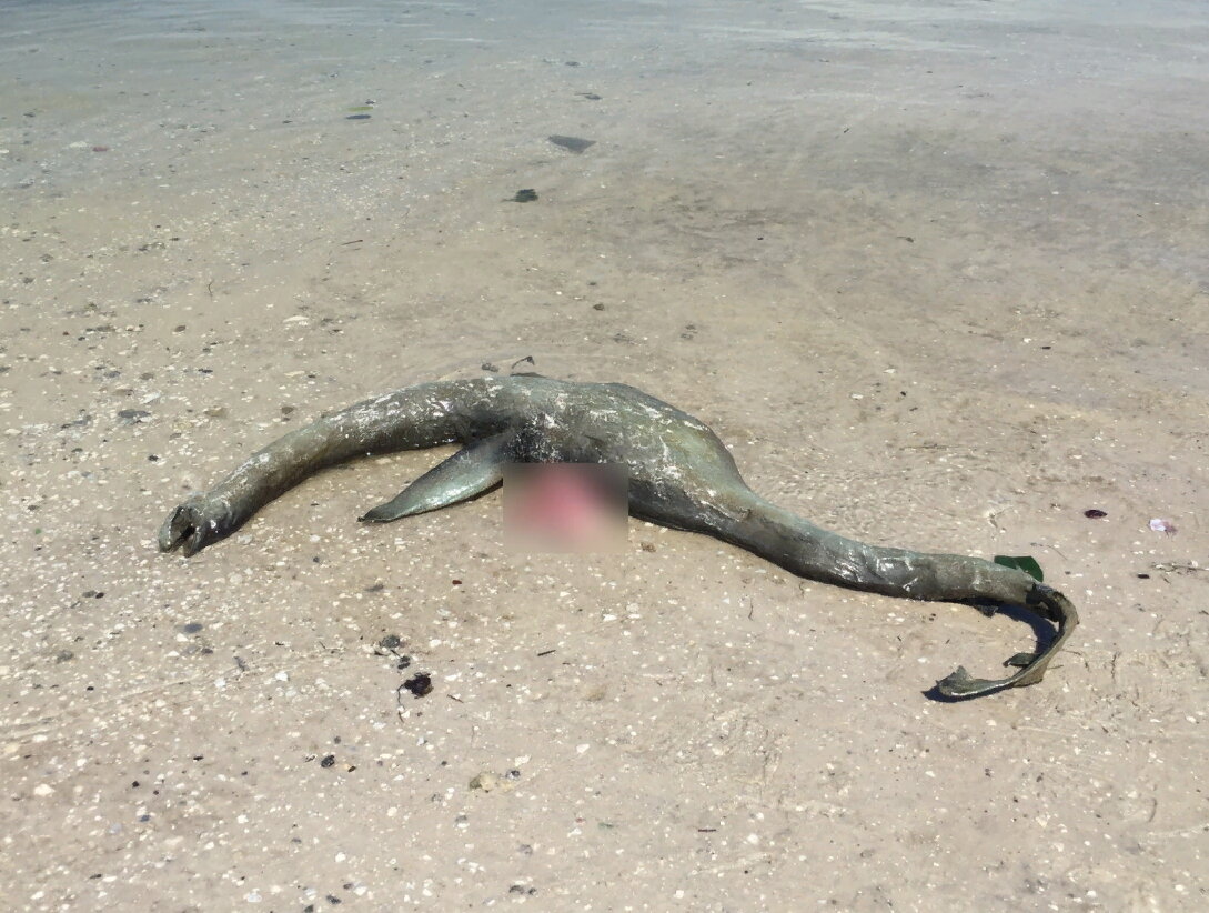 Фотография, сделанная в Джорджии.
Источник: https://supercuriosos.com/wp-content/uploads/2018/03/criatura-bizarra.jpg