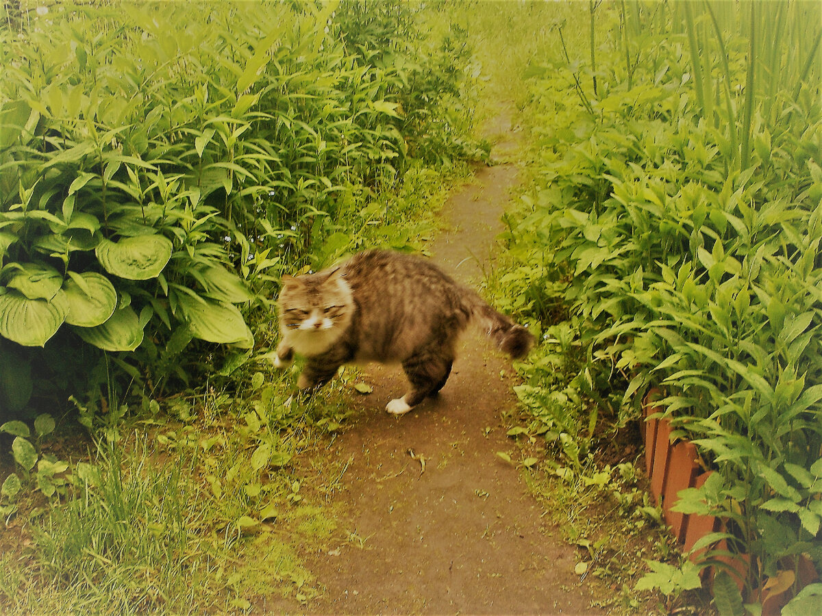 Кутуша на даче. Июнь 2012.