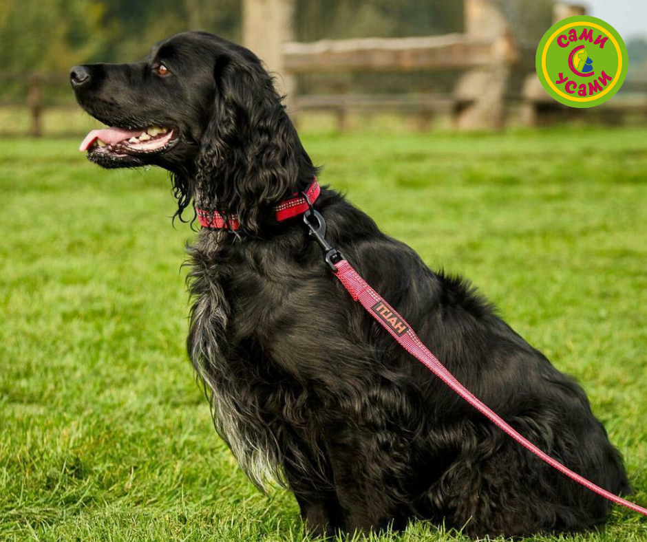  COA "HALTI Active Lead"