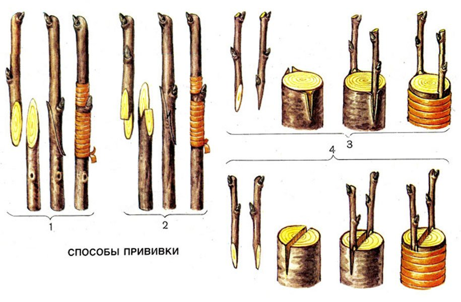 Весенняя прививка яблони черенком. Зимняя окулировка плодовых деревьев. Привой подвой окулировка. Прививка черенком - копулировка. Прививка растений окулировка копулировка.