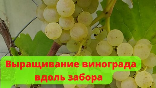 Выращивание винограда вдоль забора. Рассказываю как всё оптимально и красиво устроить