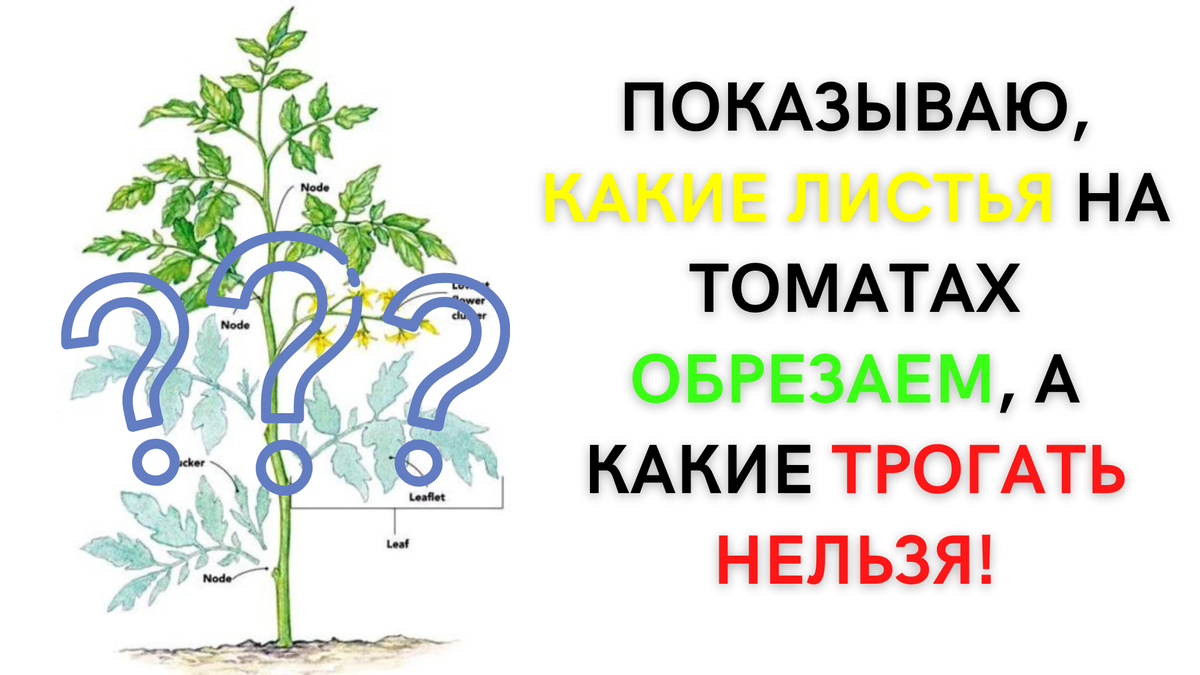 Показываю, какие листья на томатах НЕЛЬЗЯ удалять! Не трогайте их, если не  хотите лишиться урожая! | Современная дача | Дзен