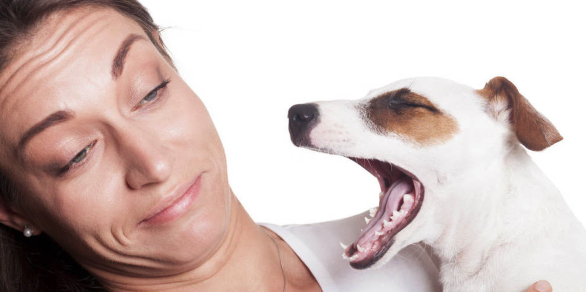 Проблема запахов из полости рта у собаки очень частая и с ней сталкиваются 80 процентов владельцев собак.