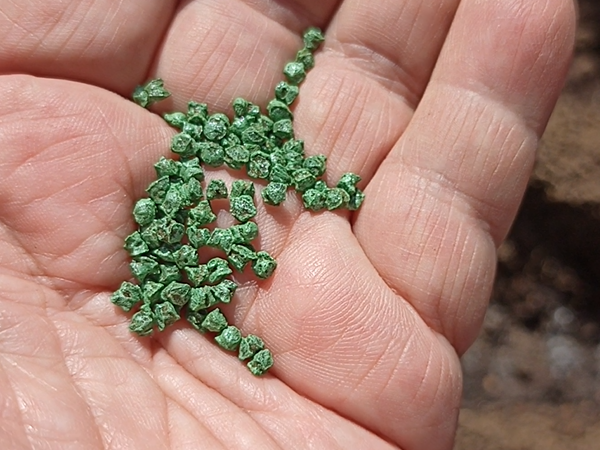 Обработанные семена мангольда, не требующие обработки. Фото автора