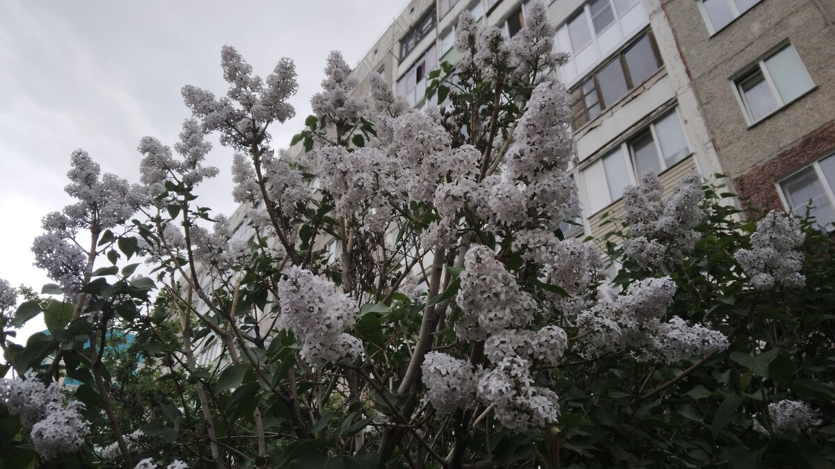 Кремово-белая