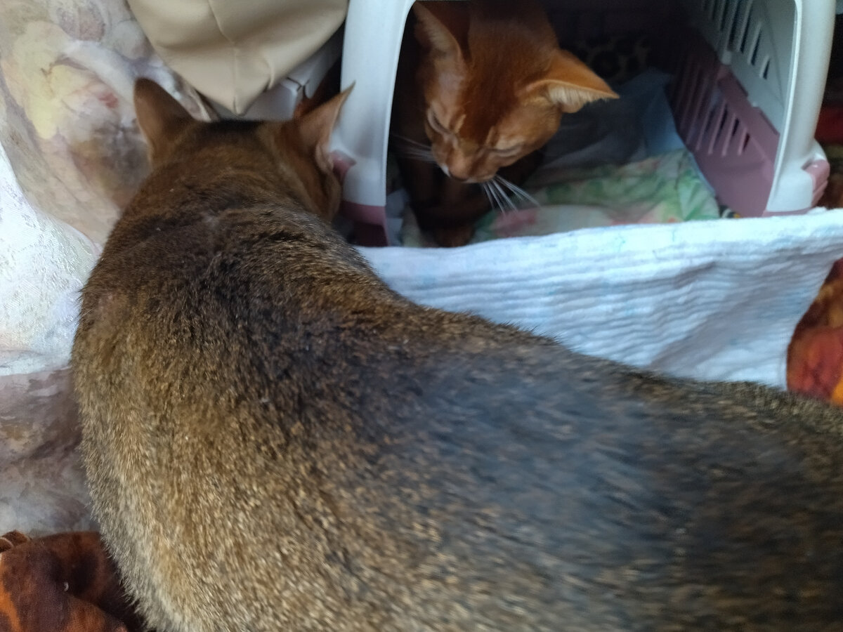 Крис и Рудик