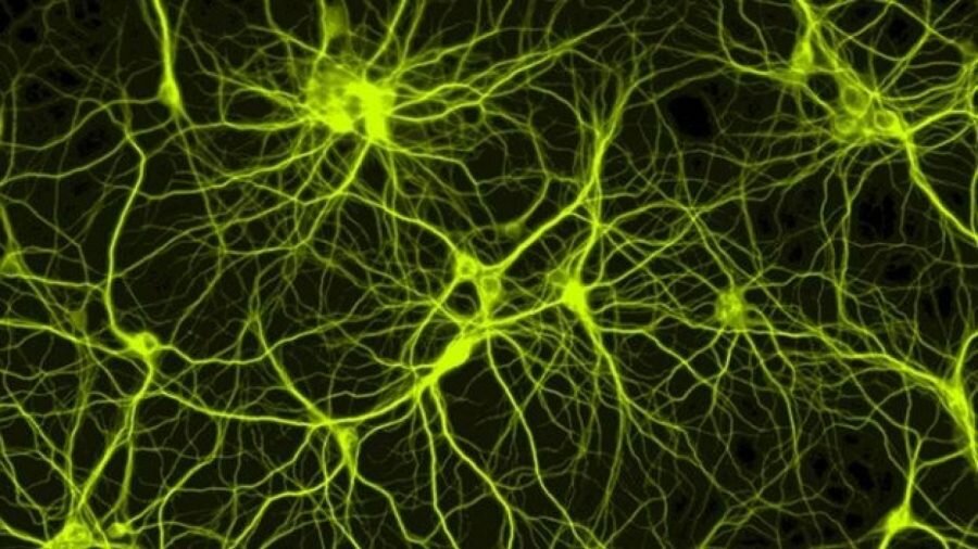 Нейронная сеть