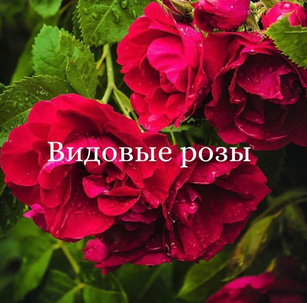 Видовые розы чаще всего цветут один раз в ранние сроки, в мае или июне.