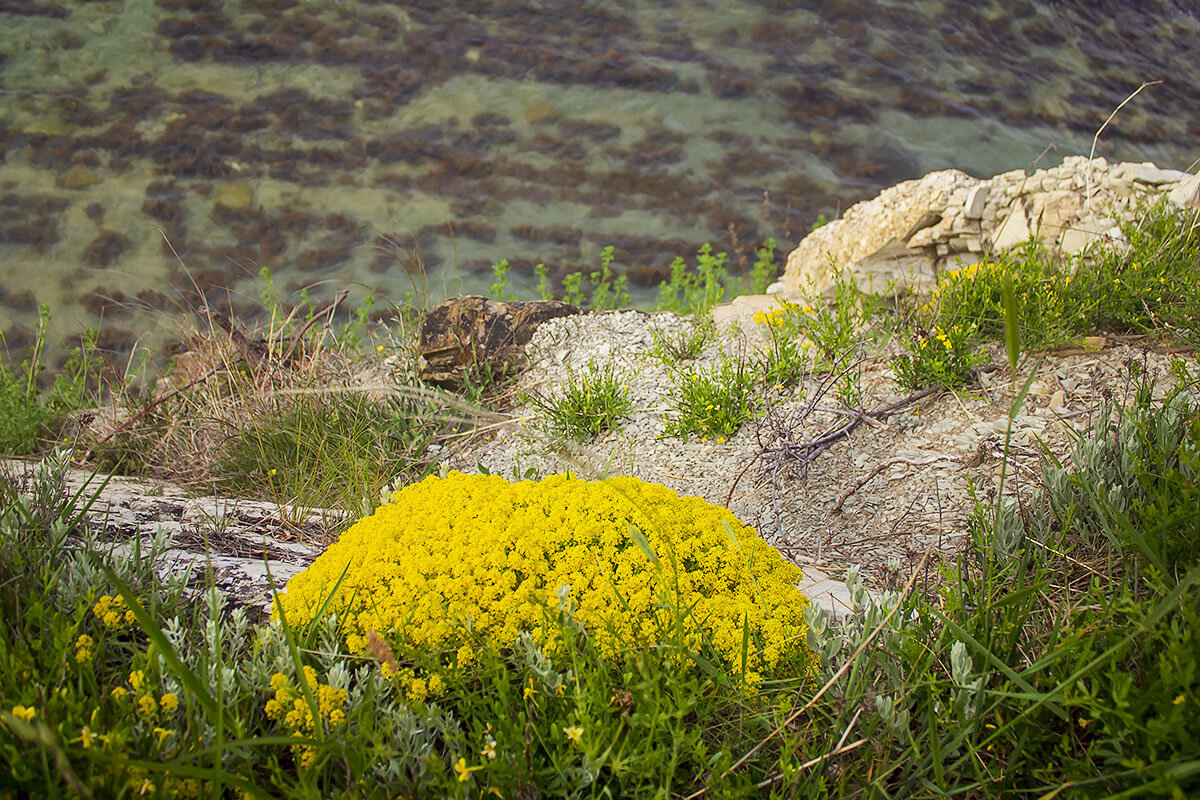 бурачок скальный