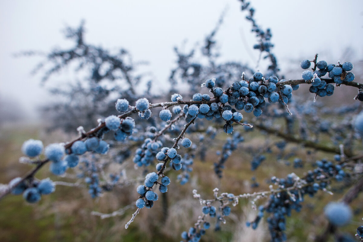 Слива колючая (Терн) (Prunus spinosa)