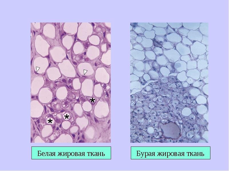 Белая жировая ткань рисунок