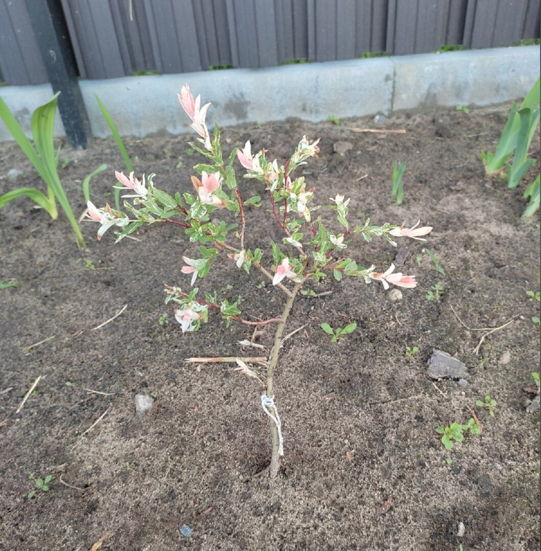 Середина июня 2022г