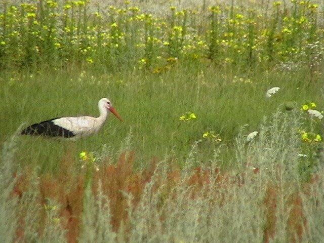В Заборье.Фото из открытого источника Интернет. Аист, у нас их на белорусский манер называют бусла. 
