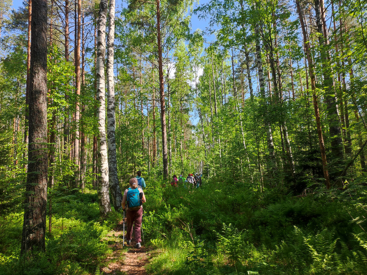 Лесная тропинка