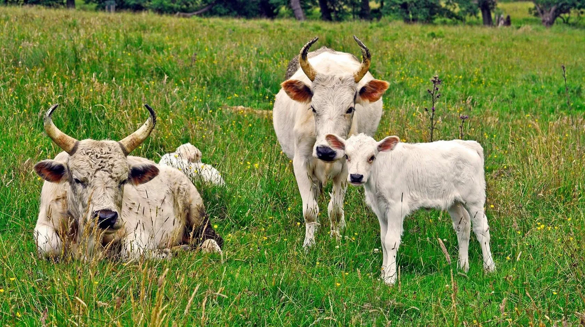 ТОП-5 мохнатых и длинношерстных пород коров 🐄 (с фотографиями) | Кругозор  Питомцев | Дзен