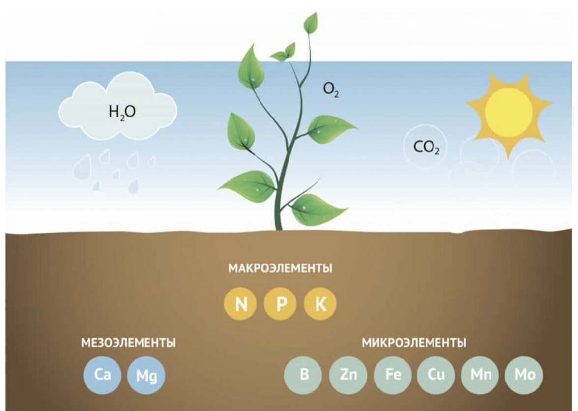 Роль микроэлементов для растений. Элементы питания растений. Роль микроэлементов для растений. Микроэлементы необходимы растению. Микроэлементы необходимы растению.