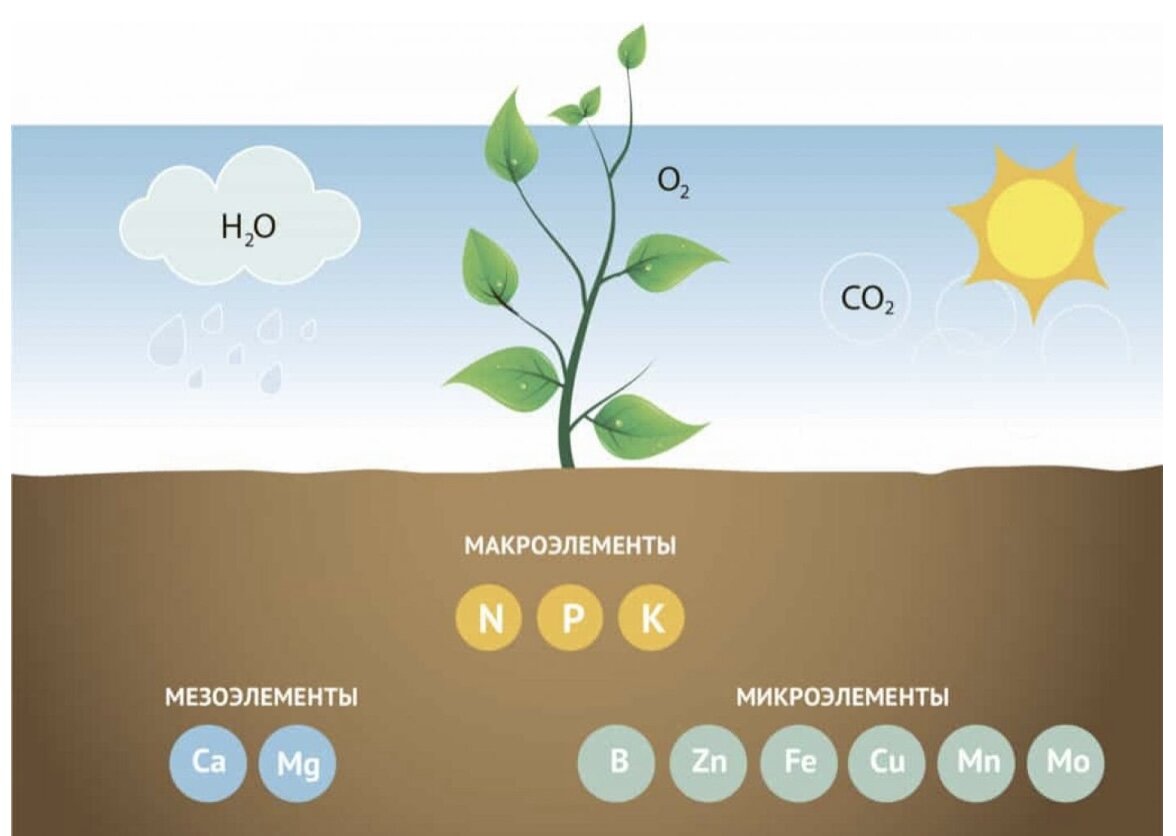 Роль макро и микроэлементов в растениях