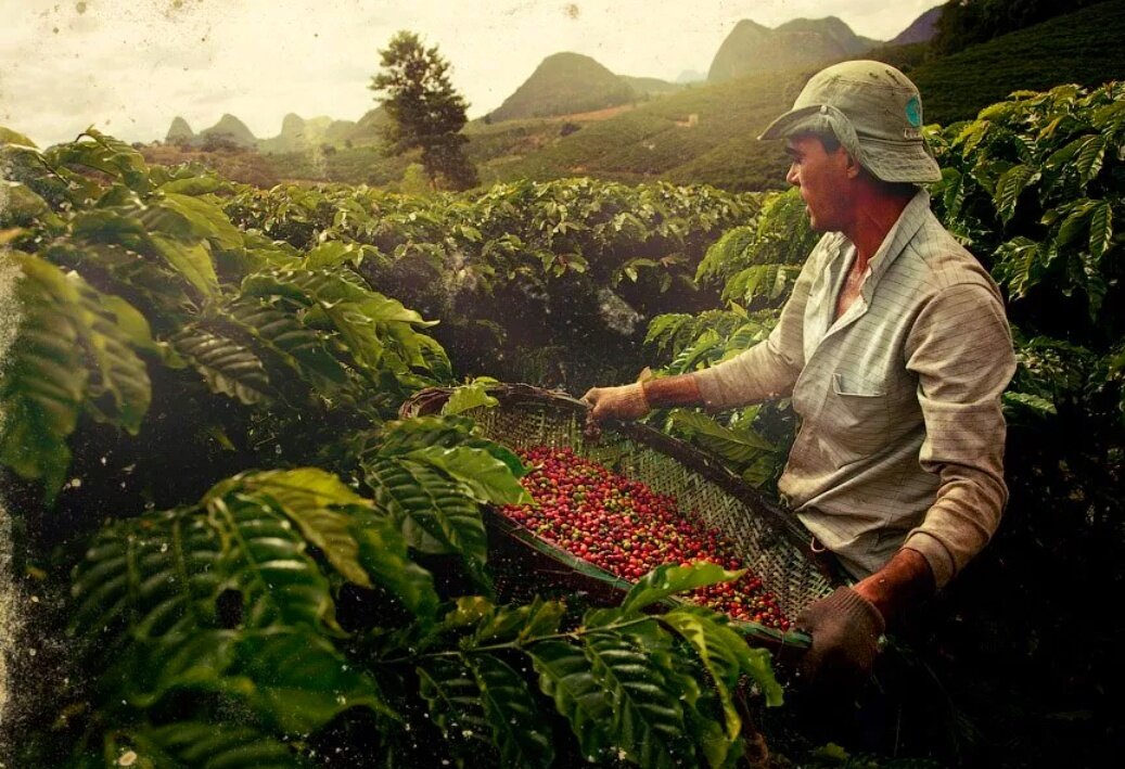 Бразилия – мировой лидер по экспорту кофейного зерна. Фото с просторов Интернета.