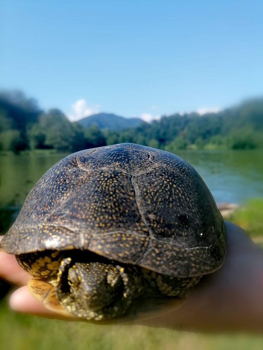 Сочинская черепашка