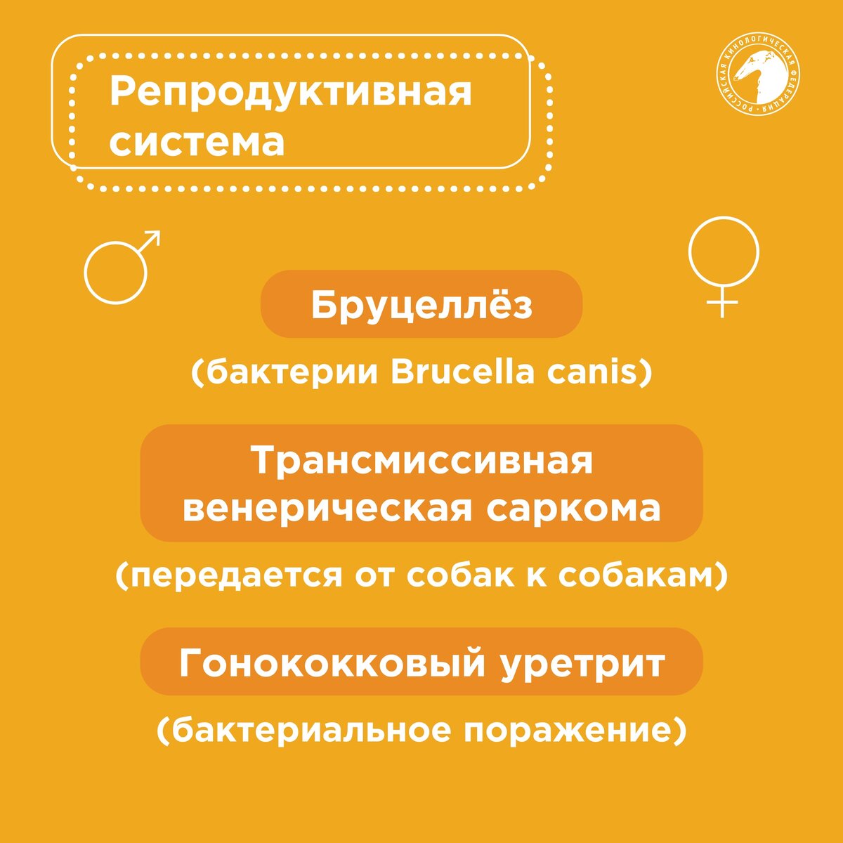 Чем собаки могут заразиться от других животных | Российская кинологическая  федерация | Дзен