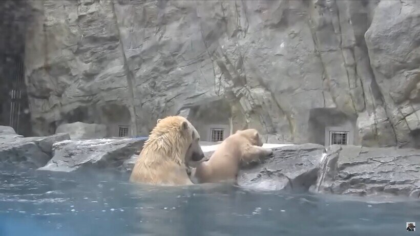    Видео: Как одна собака другую из бассейна вытаскивала — животные спасают животных