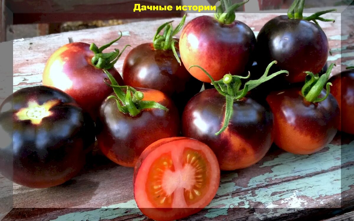 Томаты в конце сезона: чем не надо подкармливать томаты, как ускорить  получение урожая и победить кладоспориоз и фитофтороз | Дачные истории |  Дзен