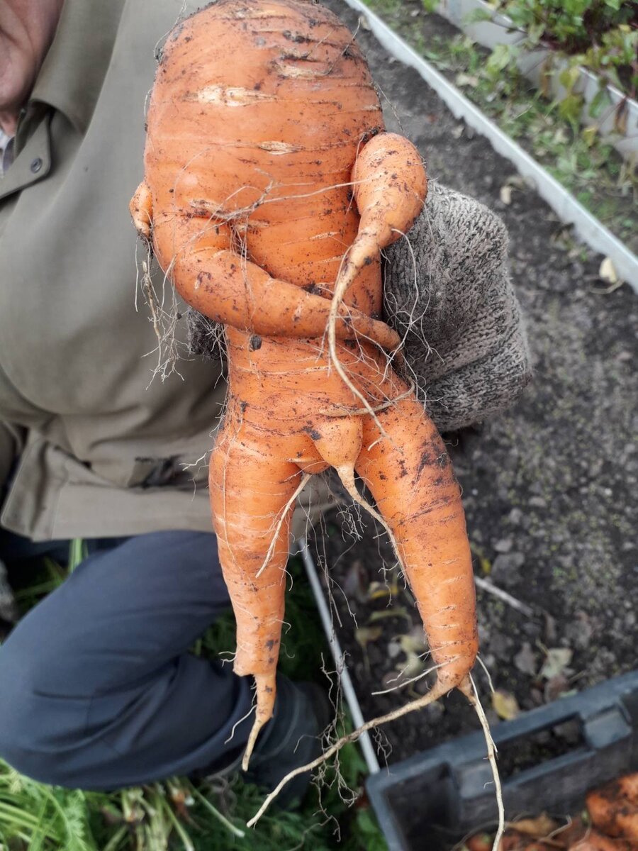 Морковь. Морковь Pro. Морковь про канал морковь про.