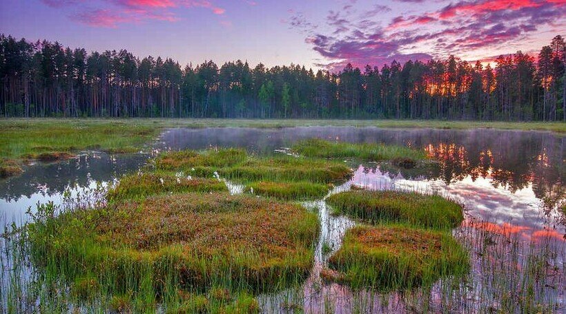 Русские не любят болота. Реки, озера, пруды, заводи и протоки - да, но не болота. И дело тут не только в визуальной непривлекательности - многие болота весьма живописны!