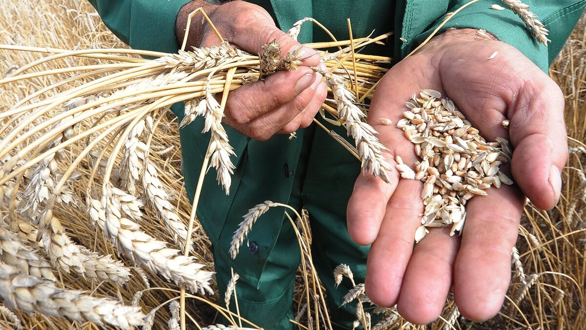    Уборка зерновых в Челябинской области© РИА Новости . Александр Кондратюк