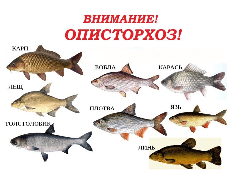 Наиболее опасными с точки зрения заражения описторхозом считаются язь и елец 