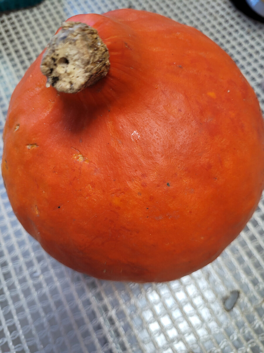 Тыкву я хорошо промыла и высушила бумажными полотенцами.