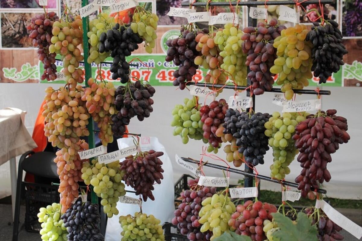    «Праздник молодого вина» на Ставрополье отменили