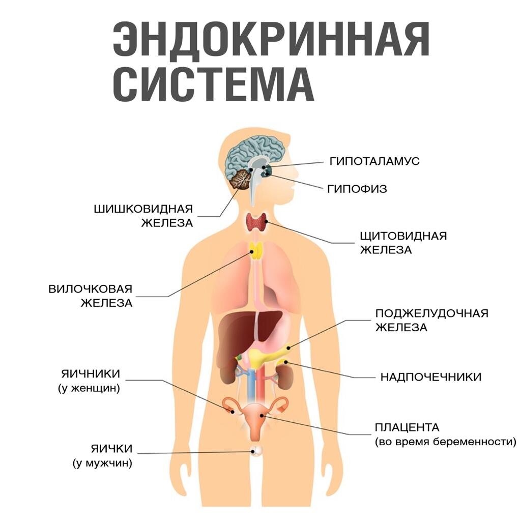 Выберите три верно обозначенные подписи к рисунку строение эндокринной системы человека указывающие