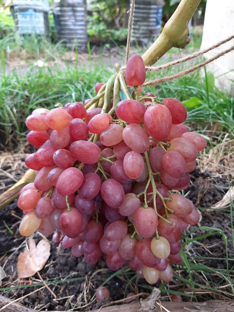 В Грузии говорят, что настоящего человека можно распознать по винограду, который он вырастил своими руками. 