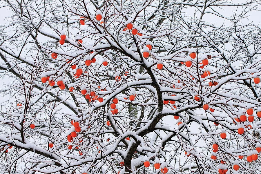 Дерево растет зимой. Хурма дерево. Хурма куст. Снежная хурма Япония. Хурма на дереве зимой.