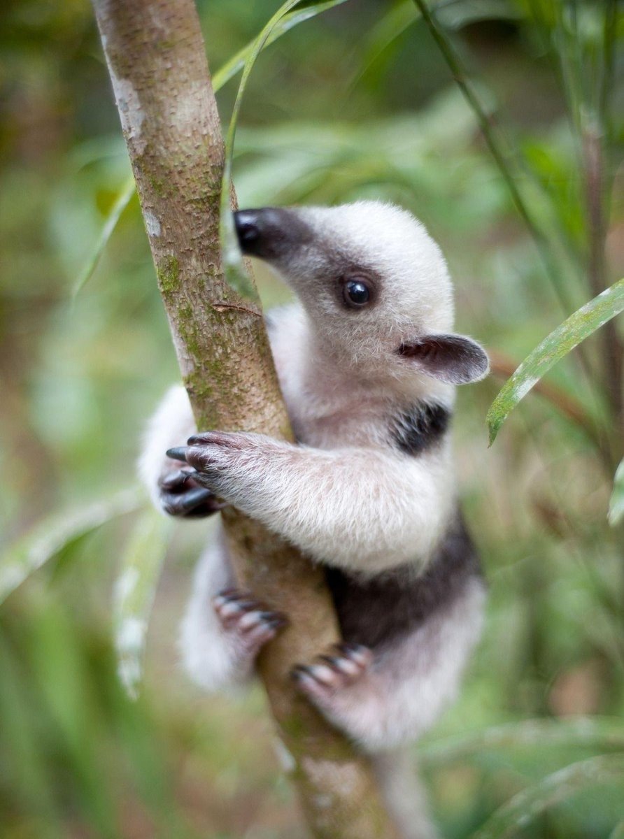 Самый милый муравьед-малыш!!!